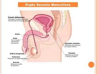 Órgão Sexuais Masculinos 
