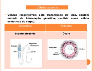 Células responsáveis pela transmissão da vida, contêm metade da informação genética, contida numa célula somática ( do corpo).  Células sexuais Masculina Feminina Espermatozóide Óvulo 