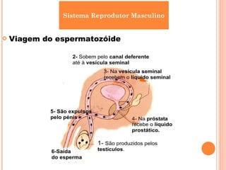 Viagem do espermatozóide Sistema Reprodutor Masculino 