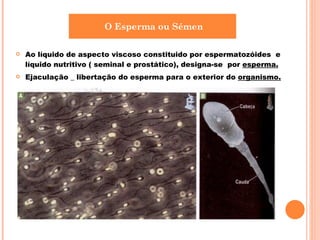 Ao líquido de aspecto viscoso constituido por espermatozóides  e líquido nutritivo ( seminal e prostático), designa-se  por  esperma. Ejaculação _ libertação do esperma para o exterior do  organismo. O Esperma ou Sémen 