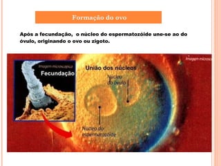 Após a fecundação,  o núcleo do espermatozóide une-se ao do óvulo, originando o ovo ou zigoto. Formação do ovo 