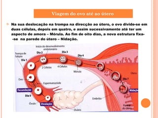 Na sua deslocação na trompa na direcção ao útero, o ovo divide-se em duas células, depois em quatro, e assim sucessivamente até ter um aspecto de amora – Mórula. Ao fim de oito dias, a nova estrutura fixa-  -se  na parede do útero – Nidação. Viagem do ovo até ao útero  