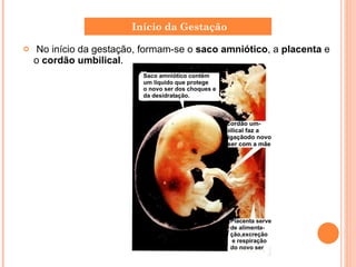 No início da gestação, formam-se o  saco amniótico , a  placenta  e o  cordão umbilical . Início da Gestação 
