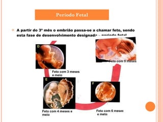 A partir do 3º mês o embrião passa-se a chamar feto, sendo esta fase de desenvolvimento designada – período fetal. Período Fetal 