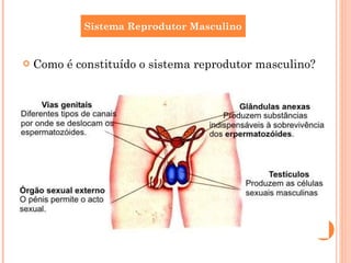 Como é constituído o sistema reprodutor masculino? Sistema Reprodutor Masculino 