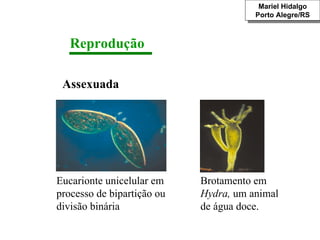 Reprodução Assexuada Mariel Hidalgo Porto Alegre/RS Eucarionte unicelular em processo de bipartição ou divisão binária Brotamento em  Hydra,  um animal de água doce. 
