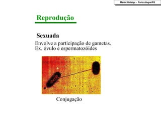 Sexuada Envolve a participação de gametas. Ex. óvulo e espermatozóides Reprodução Conjugação Mariel Hidalgo -  Porto Alegre/RS 