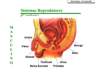 Sistemas Reprodutores (Genitais) M A S C U L I N O Mariel Hidalgo -  Porto Alegre/RS 