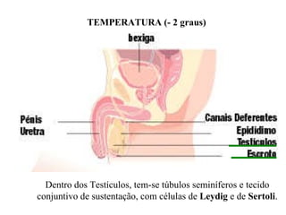 TEMPERATURA (- 2 graus) Dentro dos Testículos, tem-se túbulos seminíferos e tecido conjuntivo de sustentação, com células de  Leydig  e de  Sertoli . 