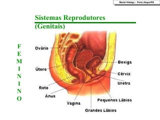 Sistemas Reprodutores (Genitais) FEMIN I N O Mariel Hidalgo -  Porto Alegre/RS 
