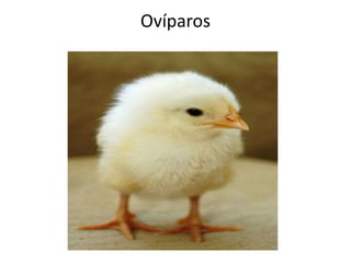 Ovíparos
 