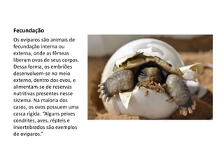 Fecundação
Os ovíparos são animais de
fecundação interna ou
externa, onde as fêmeas
liberam ovos de seus corpos.
Dessa forma, os embriões
desenvolvem-se no meio
externo, dentro dos ovos, e
alimentam-se de reservas
nutritivas presentes nesse
sistema. Na maioria dos
casos, os ovos possuem uma
casca rígida. “Alguns peixes
condrites, aves, répteis e
invertebrados são exemplos
de ovíparos.”
 