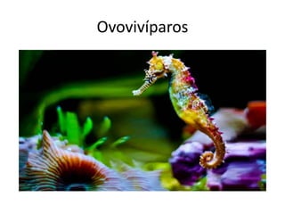 Ovovivíparos
 