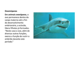 Ovovivíparos
Em animais ovovíparos, o
ovo permanece dentro do
corpo materno até o fim
do desenvolvimento
embrionário, a eclosão,
libera filhotes já formados.
“Neste caso o ovo, além de
diversas outras funções,
exerce a função de nutrir o
embrião durante este
período.”
 