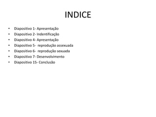 INDICE
• Diapositivo 1- Apresentação
• Diapositivo 2- Indentificação
• Diapositivo 4- Apresentação
• Diapositivo 5- reprodução assexuada
• Diapositivo 6- reprodução sexuada
• Diapositivo 7- Desenvolvimento
• Diapositivo 15- Conclusão
 