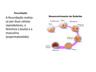 Fecundação
A fecundação realiza-
se por duas células
reprodutoras, a
feminina ( óvulo) e a
masculina
(espermatozóide).
 