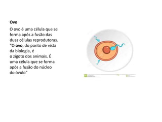 Ovo
O ovo é uma célula que se
forma após a fusão das
duas células reprodutoras.
“O ovo, do ponto de vista
da biologia, é
o zigoto dos animais. É
uma célula que se forma
após a fusão do núcleo
do óvulo”
 