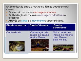 A comunicação entre o macho e a fêmea pode ser feita
através:
 Da emissão de sons – mensagens sonoras
 Da libertação de cheiros – mensagens odoríferas ou
olfactivas
 Através de cores ou movimentos característicos.
 