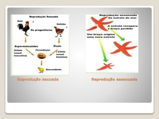 Reprodução sexuada Reprodução assexuada
 