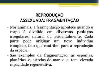 REPRODUÇÃO
ASSEXUADA:FRAGMENTAÇÃO
• Nos animais, a fragmentação acontece quando o
corpo é dividido em diversos pedaços
irregulares, natural ou acidentalmente. Cada
parte pode originar um novo individuo
completo, fato que contribui para a reprodução
da espécie.
• São exemplos da fragmentação, as esponjas,
planárias e estrelas-do-mar que tem elevada
capacidade regenerativa.
 
