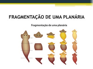 FRAGMENTAÇÃO DE UMA PLANÁRIA
 
