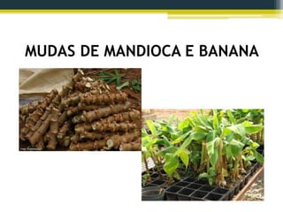 MUDAS DE MANDIOCA E BANANA
 