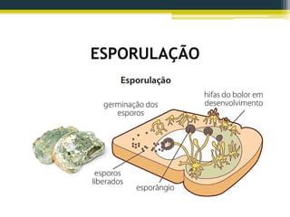 ESPORULAÇÃO
 