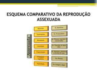 ESQUEMA COMPARATIVO DA REPRODUÇÃO
ASSEXUADA
 