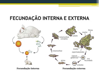 FECUNDAÇÃO INTERNA E EXTERNA
Fecundação interna Fecundação externa
 