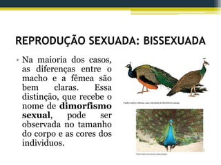 REPRODUÇÃO SEXUADA: BISSEXUADA
• Na maioria dos casos,
as diferenças entre o
macho e a fêmea são
bem claras. Essa
distinção, que recebe o
nome de dimorfismo
sexual, pode ser
observada no tamanho
do corpo e as cores dos
individuos.
 