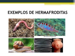 EXEMPLOS DE HERMAFRODITAS
Serranus tortugarum
 