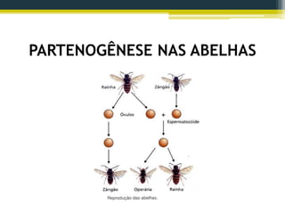 PARTENOGÊNESE NAS ABELHAS
 