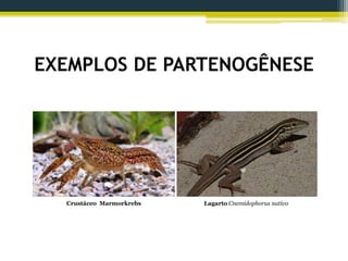 EXEMPLOS DE PARTENOGÊNESE
Crustáceo Marmorkrebs Lagarto Cnemidophorus nativo
 