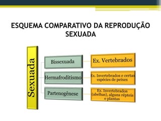 ESQUEMA COMPARATIVO DA REPRODUÇÃO
SEXUADA
 