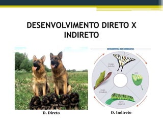DESENVOLVIMENTO DIRETO X
INDIRETO
D. Direto D. Indireto
 