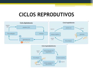 CICLOS REPRODUTIVOS
 
