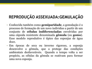REPRODUÇÃO ASSEXUADA:GEMULAÇÃO
• Conhecida também como gemiparidade, a gemulação é o
processo de formação de um novo individuo a partir de um
conjunto de células indiferenciadas envolvidas por
uma cápsula resistente denominada gêmula (ou gomo).
Esse modelo reprodutivo é típico das esponjas de água
doce.
• Em épocas de seca ou inverno rigoroso, a esponja
desenvolve a gêmula, que a protege das condições
ambientais desfavoráveis. Quando o tempo volta a ser
propício, as células da gêmula se reativam para formar
uma nova esponja.
 