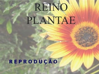 REINO
PLANTAE
REPRODUÇÃO