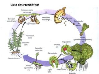 Ciclo das Pteridófitas
 