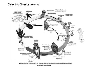 Ciclo das Gimnospermas
 