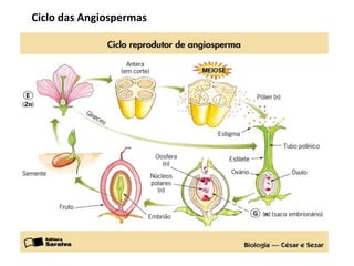 Ciclo das Angiospermas
 