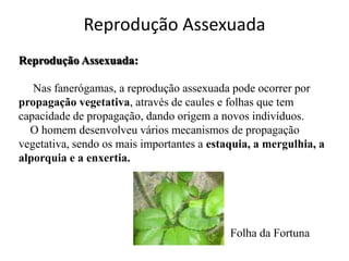 Reprodução Assexuada
Reprodução Assexuada:

   Nas fanerógamas, a reprodução assexuada pode ocorrer por
propagação vegetativa, através de caules e folhas que tem
capacidade de propagação, dando origem a novos indivíduos.
  O homem desenvolveu vários mecanismos de propagação
vegetativa, sendo os mais importantes a estaquia, a mergulhia, a
alporquia e a enxertia.




                                            Folha da Fortuna
 