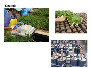 Estaquia
 