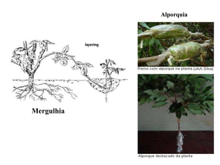 Alporquia




Mergulhia
 