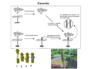 Enxertia
 