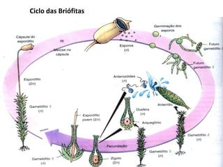 Ciclo das Briófitas
 