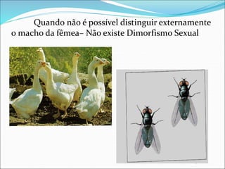 Quando não é possível distinguir externamente
o macho da fêmea– Não existe Dimorfismo Sexual
 