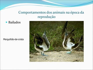 Comportamentos dos animais na época da
reprodução
 Bailados
Mergulhão-de-crista
 