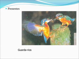  Presentes
Guarda-rios
 