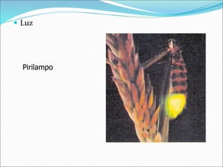  Luz
Pirilampo
 